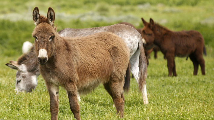 ¡Alarma en Argentina! Sacrifican 6 Millones de Burros Anualmente para un Ingrediente Chino: ¿Qué Impacto Ambiental y Cultural?