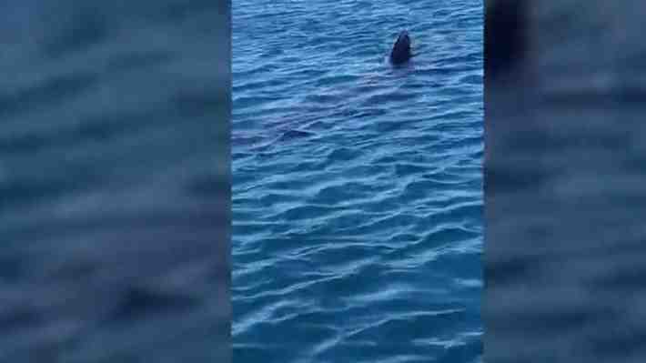 Video | Avistan tiburón peregrino en Tongoy: Es el segundo más grande del planeta