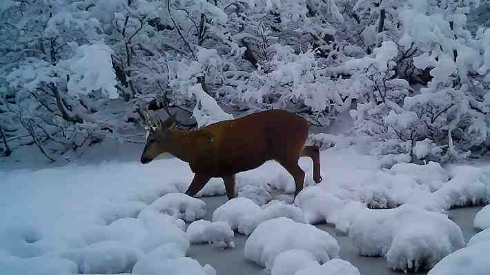 Fotos | Registran huemules en fundo privado de Región de Los Lagos: Sería la población más al norte de la Patagonia chilena