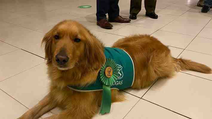 Perro de carabineros detecta droga a profesor en bus: Le incautaron 400 gramos de marihuana