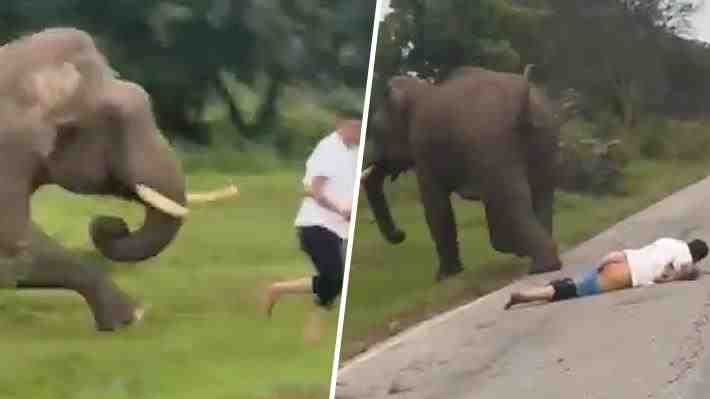 Video | Turista es atacado y pisoteado por un elefante tras intentar tomarse una selfi con él en India: Se salvó por poco