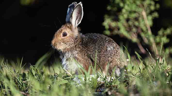Aparición de "tentáculos" en conejos causa alarma en EE.UU.: Crecen alrededor del rostro, hocico y cuello de los animales