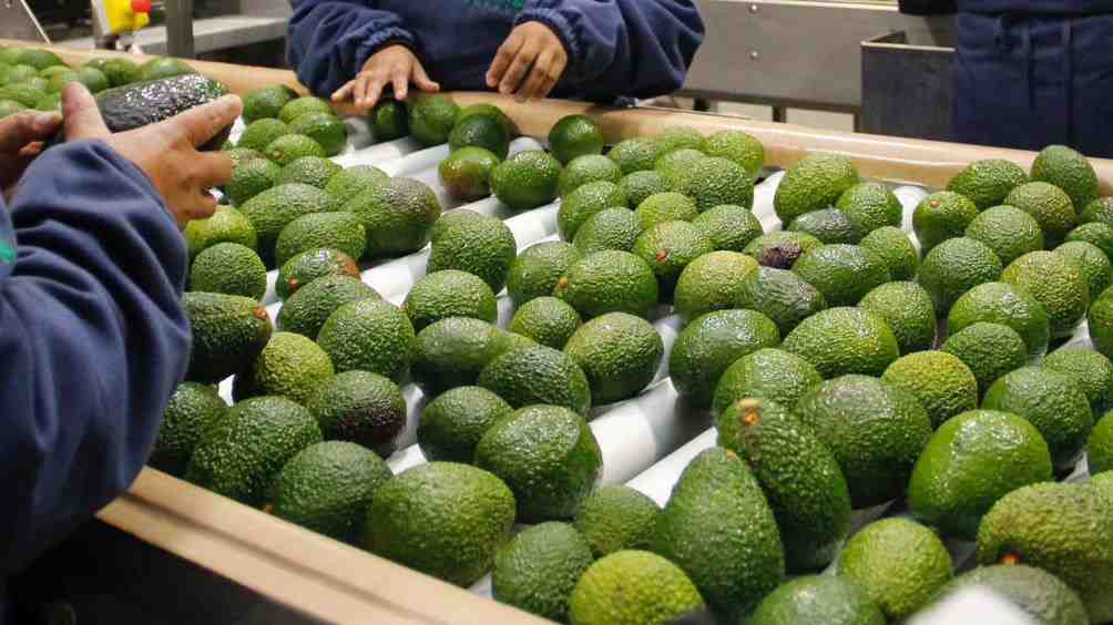 Palta peruana en la mira: Chile intensifica controles por posible contaminación con cadmio