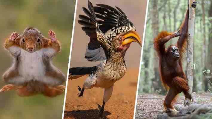 Galería: Conoce las imágenes finalistas de la edición 2025 del divertido concurso Comedy Wildlife Photography