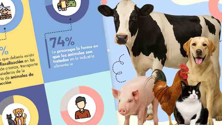 Informe revela que más de la mitad de los chilenos cree que los animales deben ser reconocidos por ley como seres sintientes