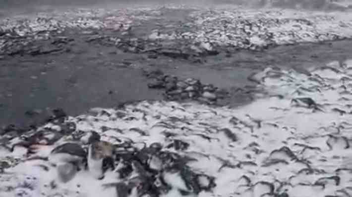 Alerta de EE.UU. fue clave: Cómo se detectó la tragedia y encontraron los cuerpos en Torres del Paine