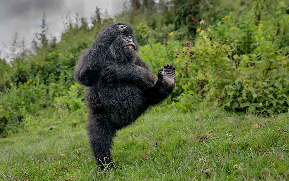 Galería: Revisa las imágenes ganadoras del divertido concurso Comedy Wildlife Photography 2025