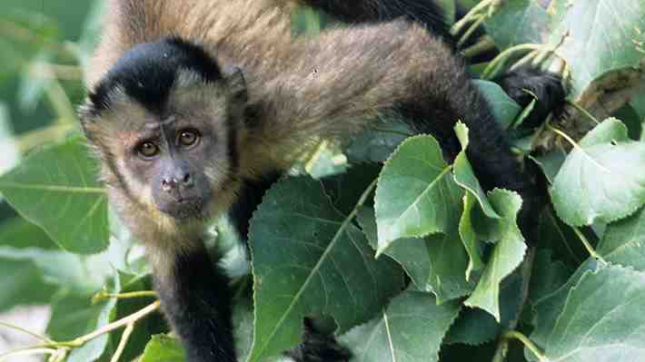 Video | Revoltoso mono capuchino es llevado a una comisaría tras causar trastornos en una ciudad brasileña