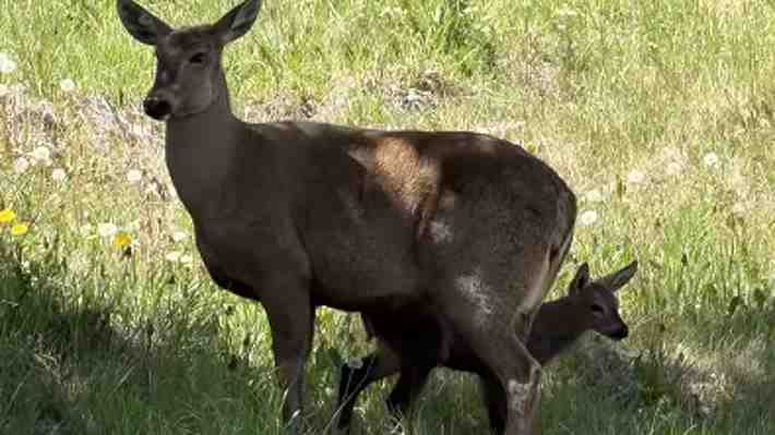 Video | Captan a un huemul con su cría en Parque Nacional Cerro Castillo: "Una gran sorpresa"