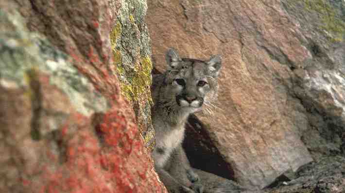 Mujer fallece tras presuntamente ser atacada por un puma en EE.UU.: Cuerpo fue encontrado por excursionistas