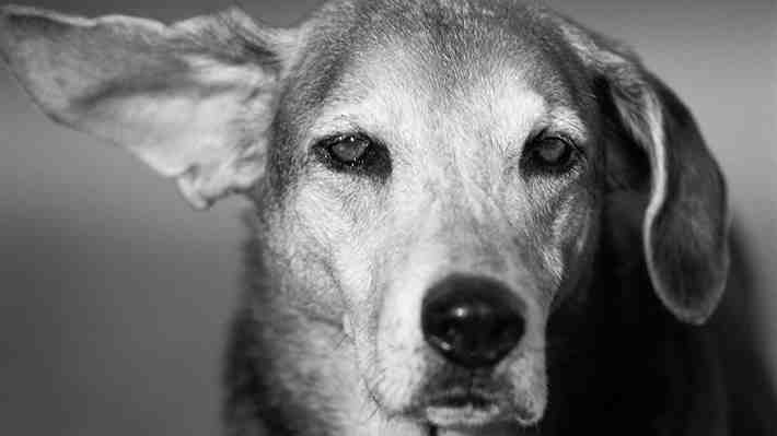 "Excepcionales": Estudio revela que ciertos perros tienen la capacidad de aprender palabras al escuchar conversaciones