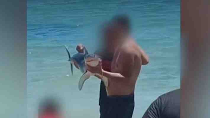 Sujetos capturan a tiburón y se toman fotografías con él en playa de El Quisco: Municipio evalúa acciones legales
