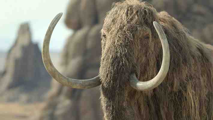 Según estudio: Los grandes dinosaurios y mamuts eran mucho más lentos de lo que se creía