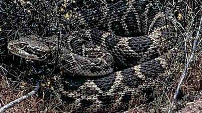 Alerta en vecinos de San Antonio por detección serpiente de cascabel: El SAG aún no logra ubicarla