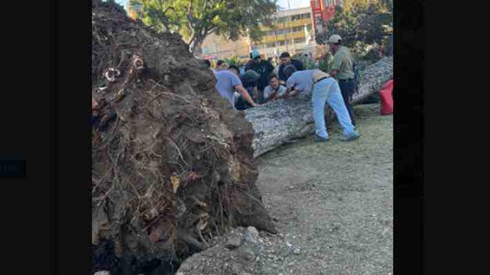 Video | Hombre muere y otro queda herido tras caída de árbol en Valparaíso: Accidente fue producto del fuerte viento