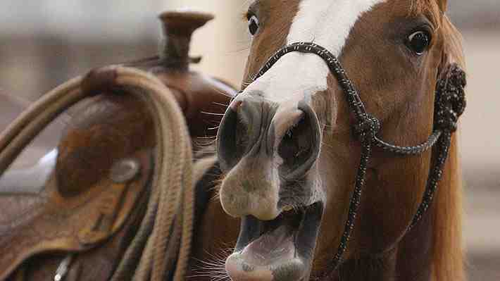 Silban y "cantan" a la vez: Científicos descubren el secreto del relincho de los caballos