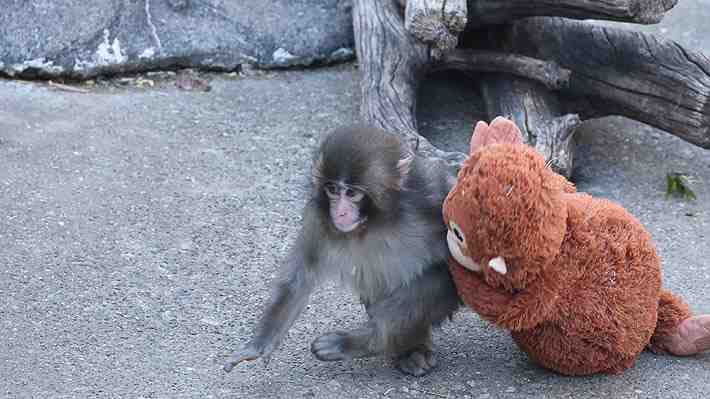 Animalistas exigen que mono viral de zoológico japonés sea trasladado a un santuario: Acusan que vive un "trauma"
