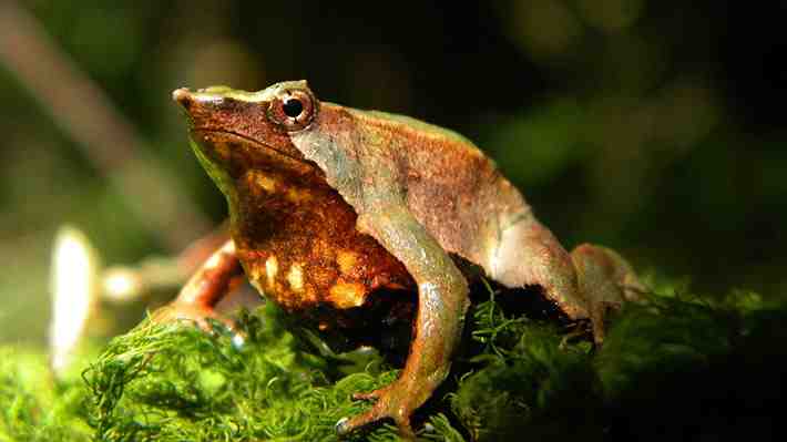 Reportan más de 30 ejemplares de la Ranita de Darwin en la provincia de Palena