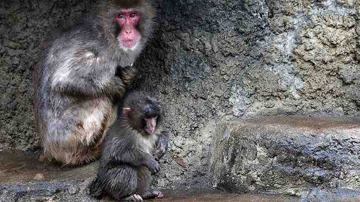 Zoológico japonés niega que el mono viral Punch sea acosado en su jaula: "Pasa la mayor parte del día tranquilamente"