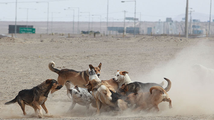 Video | Ataques de jaurías en Antofagasta: Diputado pide mesa de trabajo y vecinos denuncian al menos una decena de casos