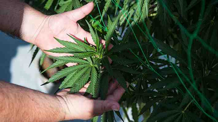 Estudio no encuentra pruebas de que el cannabis medicinal sea seguro y eficaz para tratar afecciones de salud mental
