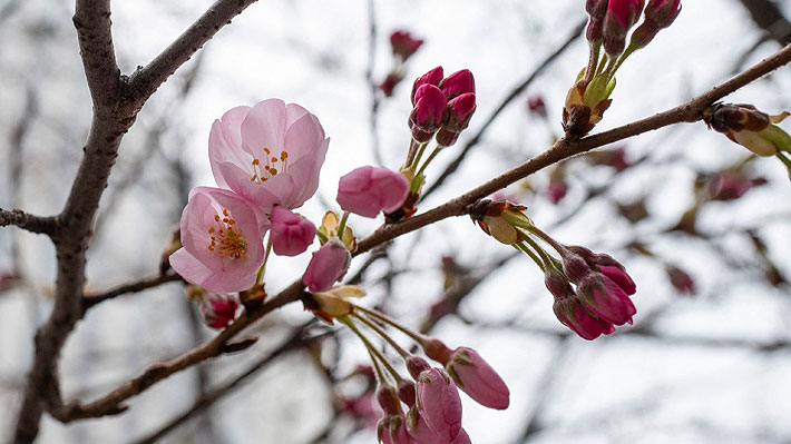 Fotos | Comienza oficialmente la temporada de los cerezos en flor en Japón: Se adelantó cinco días