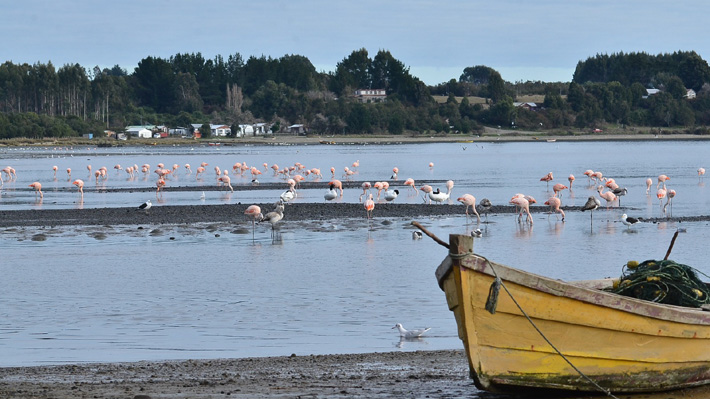 Ley Lafkenche bajo revisión: Gobierno estudia cambios o su derogación y se abre el debate