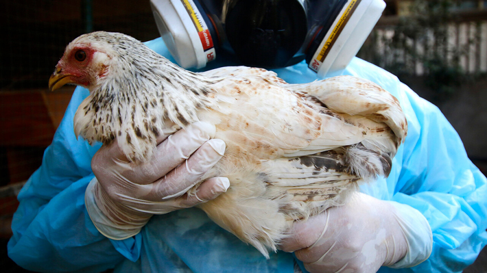 SAG suspende exportaciones de productos avícolas: Confirmó un caso positivo de influenza aviar en plantel industrial
