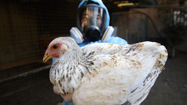 Serán sacrificadas: Influenza aviar en Chile afecta al 4% de gallinas ponedoras