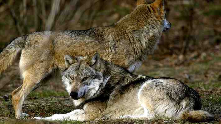 Mujer es atacada por un lobo en una zona comercial en Hamburgo: Animal la mordió en el rostro