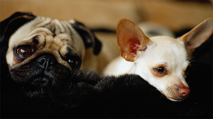 Congreso brasileño aprueba ley que regula la custodia de mascotas en caso de separación de sus dueños