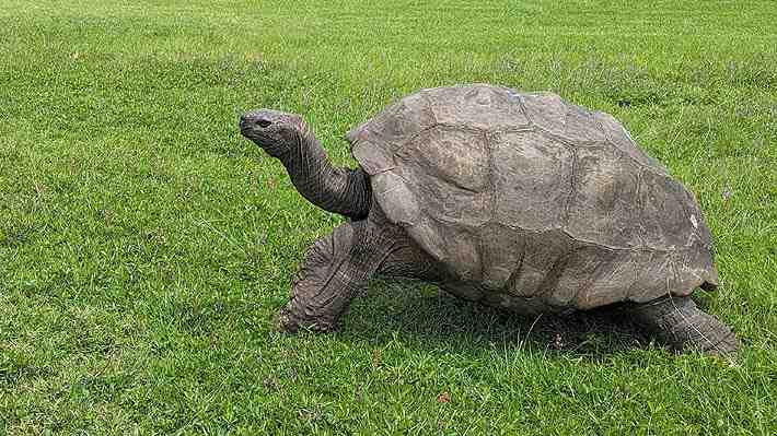 Desmienten muerte de Jonathan, una tortuga gigante que se cree es el animal terrestre más longevo del mundo