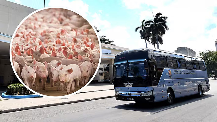 Buses funcionando con desechos de cerdos: La propuesta de municipio cubano para combatir la falta de combustible