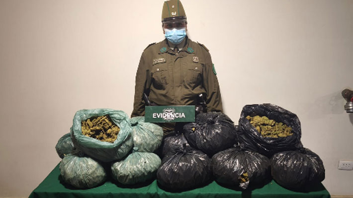 Decomisan más de 28 kilos de marihuana en Zapallar y La Ligua: Dos detenidos