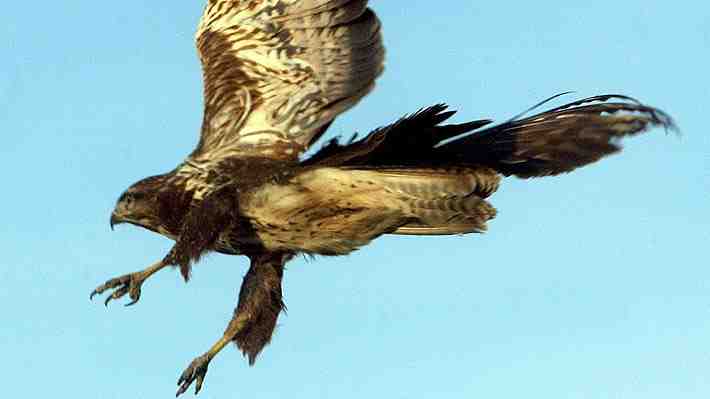 Pueblo belga emite orden de búsqueda y captura contra una agresiva águila: Ave ataca a transeúntes directo a la cabeza