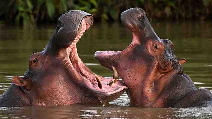 Autorizan en Colombia protocolo para practicar la eutanasia a hipopótamos que descienden de los de Pablo Escobar