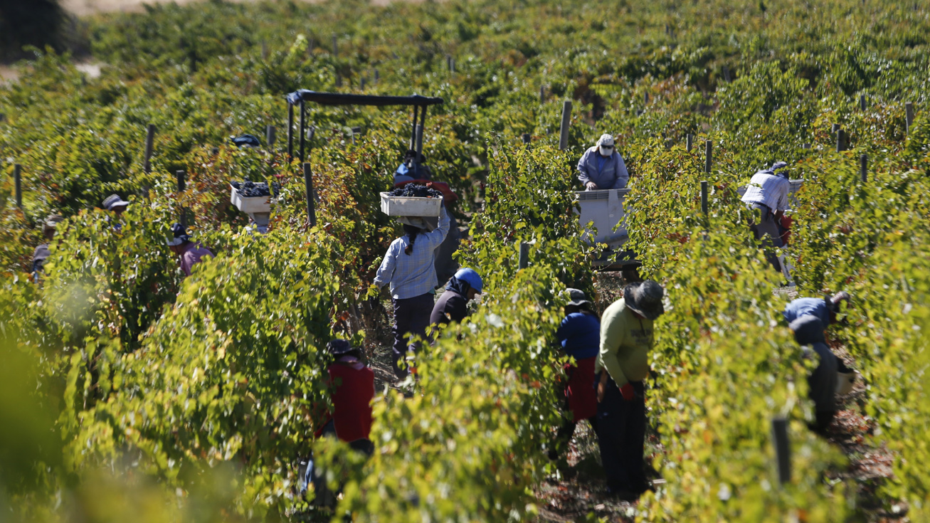 Ante menos volumen, más valor: La estrategia que toma fuerza en el vino chileno frente a un escenario cada vez más complejo
