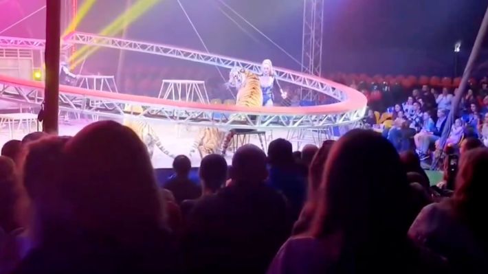Video | Un tigre salta de la arena al público durante un espectáculo circense en el sur de Rusia