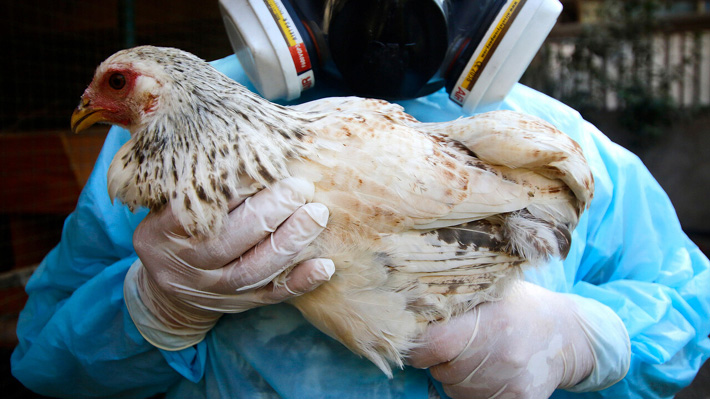 China habría prohibido importaciones avícolas desde Chile por gripe aviar y ordena destruir productos en frontera