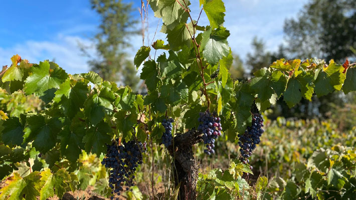 ¿Apostar por los desalcoholizados?: La opción que toma fuerza y divide a la industria del vino en medio de la crisis