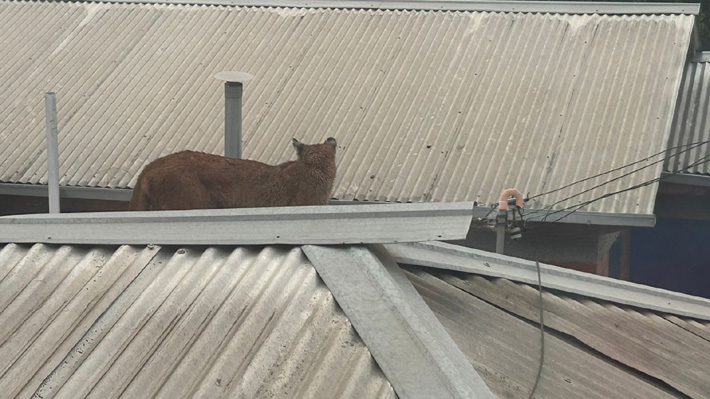 Capturan a puma que rondaba por techos y árboles en Paine: Será llevado a un centro de rehabilitación