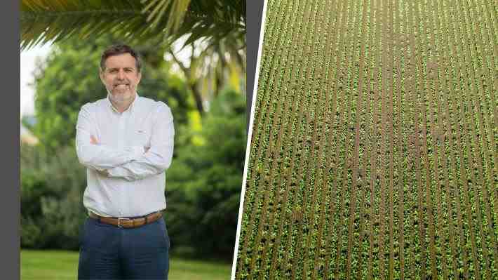 "Nos comprometemos a adquirir esa producción": CEO de Coexca ofrece salida a remolacheros con reconversión al maíz