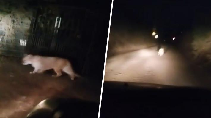 Nueva presencia de puma en sector residencial de Paine: Sería la madre del anterior felino capturado
