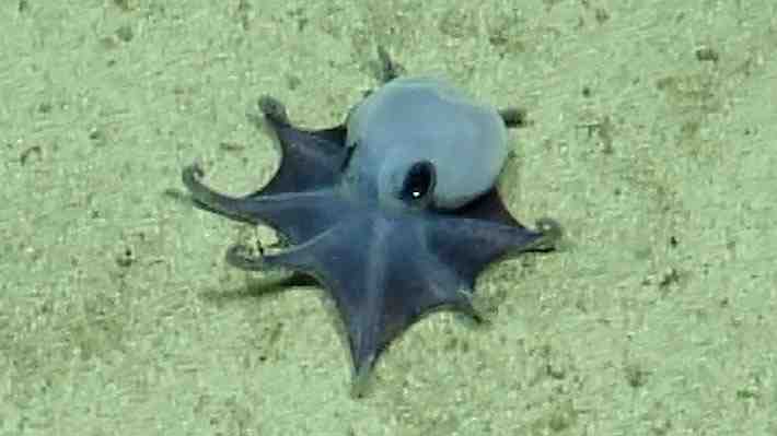 Descubren una nueva especie de pulpo en las islas Galápagos: Es azul y del tamaño de una pelota de golf