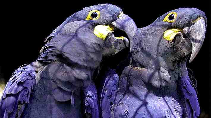 Rescatan en Brasil 69 guacamayos azules, especie famosa por película "Río" y considerada extinta en la naturaleza desde 2000
