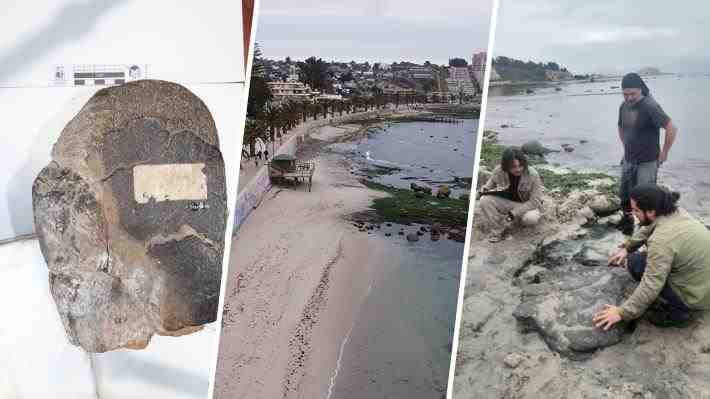 Paleontólogos confirman presencia de dinosaurios terrestres y aves del Cretácico en Algarrobo: Llaman a proteger sitio clave