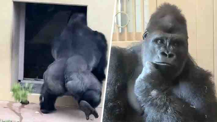 Video | Gorila de zoológico japonés se hace viral por su actitud pensativa casi "humana" tras altercado con una hembra