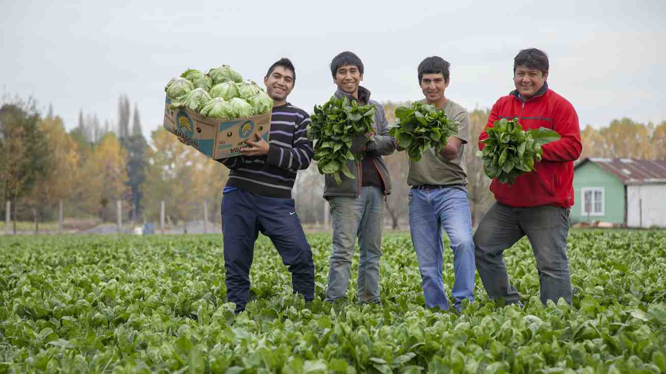 Por qué los jóvenes huyen del campo: La batalla del agro chileno por asegurar el recambio generacional