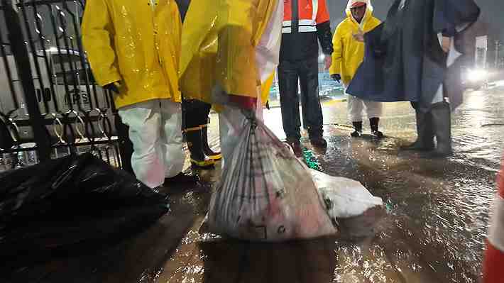 Insólito hallazgo: Encuentran sacos con cabezas de caballos en alcantarillado de Puente Alto