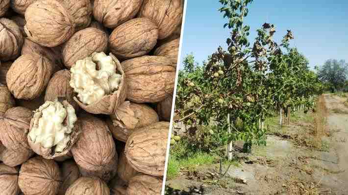La "peste negra" que preocupa a productores de nueces y amenaza al 25% de la superficie plantada